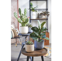 Diverse kamerplanten in gestructureerde bloempotten, gearrangeerd op een bijzettafel en een kruk.