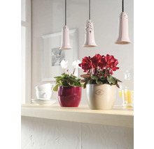 Scene met twee cyclamen in potten en drie hanglampen