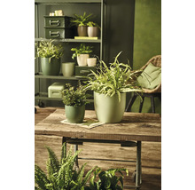 Decoratieve kamer met diverse kamerplanten in plantenbakken op een houten tafel en een rek.