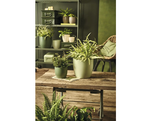 Decoratieve kamer met diverse kamerplanten in plantenbakken op een houten tafel en een rek.
