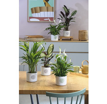 Kamer met tafel en diverse kamerplanten in potten