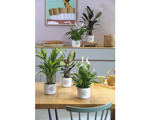 Kamer met tafel en diverse kamerplanten in potten