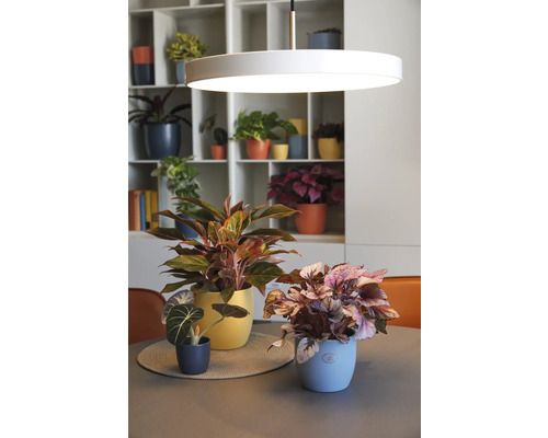 Kamerplanten in potten op een tafel onder een hanglamp voor een plank.