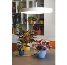 Decoratief arrangement met kamerplanten in potten op een tafel onder een cirkelvormige lamp voor een plank