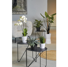 Woonkamerdecoratie met planten op bijzettafels