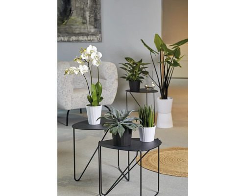 Decoratieve kamerplanten in potten op zwarte bijzettafels in de woonkamer.