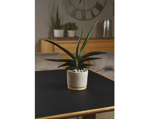 Kamerplant Sansevieria in pot op een tafel