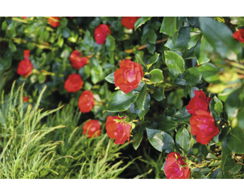 Close-up van rode rozenbloemen met groene bladeren in een tuin.