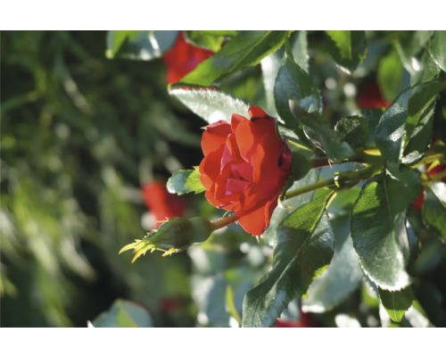 Close-up van een rode roos in de tuin.