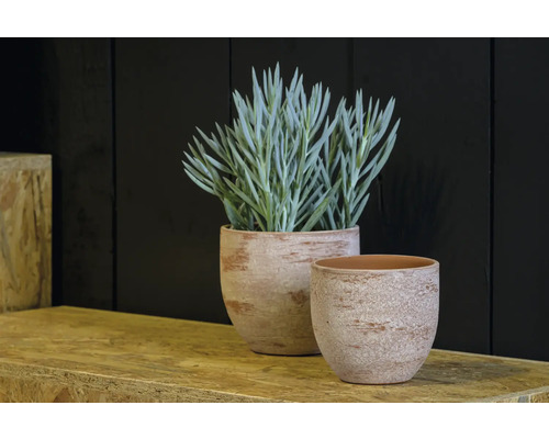 Twee terracotta bloempotten met plant op een houten tafel