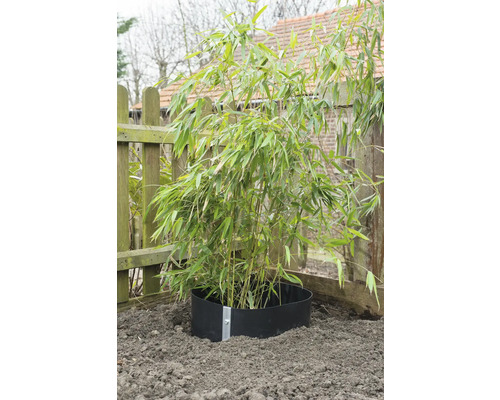 Bamboe in de grond met wortelbegrenzer