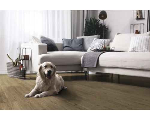 Woonkamer met laminaatvloer en een Golden Retriever hond