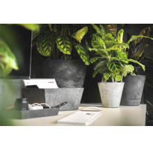 Scene met kamerplanten in grijze bloempotten op een bureau.