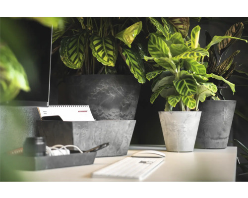 Scene met kamerplanten in grijze bloempotten op een bureau.