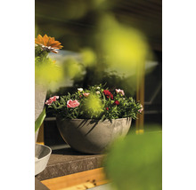 Bloemen in een plantenbak op een plank