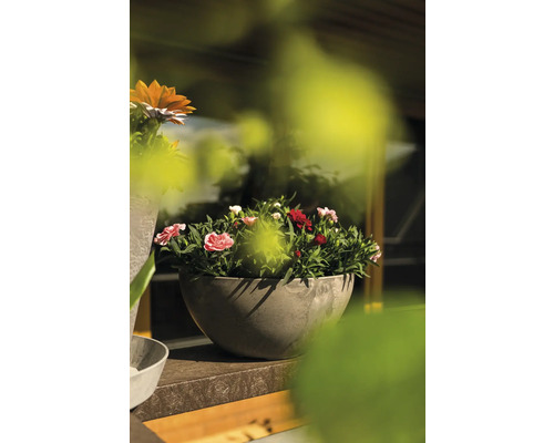 Bloemen in een plantenbak op een plank