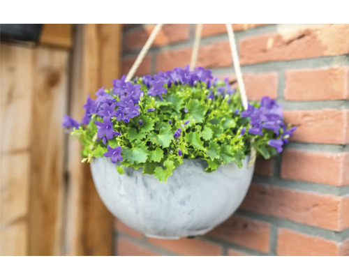 Hangmand met blauwe Campanula bloemen aan een muur