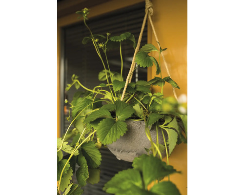 Hangende aardbeiplant in grijze pot met touwophanging