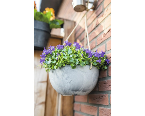 Hangende plantenbak met paarse klokjesbloemen aan een bakstenen muur