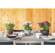 Gedekte tafel met herfstchrysanten in potten en servies