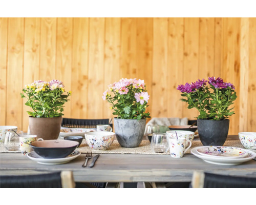 Gedekte tafel met herfstchrysanten in potten en servies