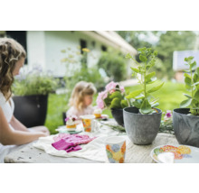 Tuinscene met tafel, planten in potten, tuinhandschoenen en servies.
