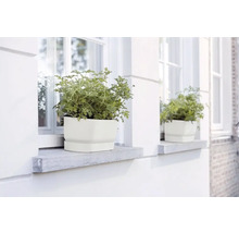 Twee witte plantenbakken met planten op vensterbanken voor witte ramen met roeden