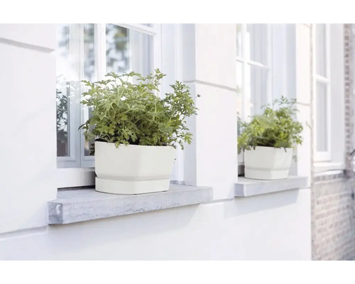 Twee witte plantenbakken met planten op vensterbanken voor witte ramen met roeden