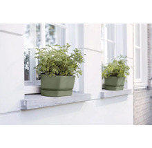 Bloembak met plant op vensterbank