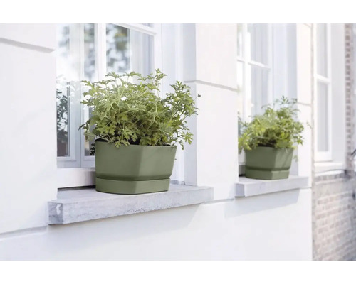 Bloembakken met planten op vensterbanken