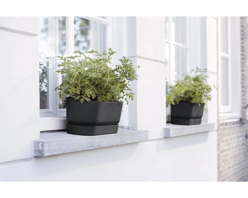 Twee zwarte plantenbakken met planten op een vensterbank