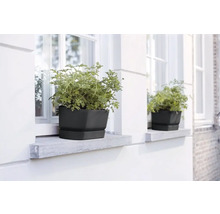 Twee zwarte plantenbakken met groene planten op vensterbanken.