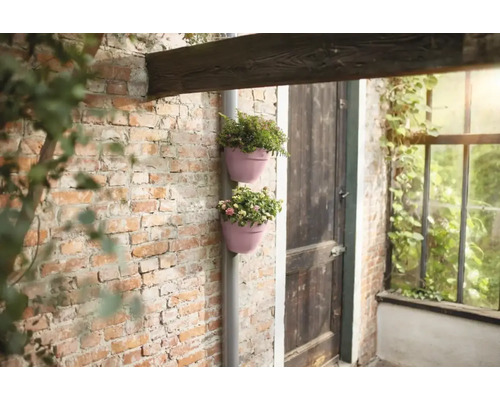 Twee beplante bloempotten aan een huismuur met een regenpijp.