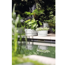 Plantenbakken met planten op een terras naast een zwembad