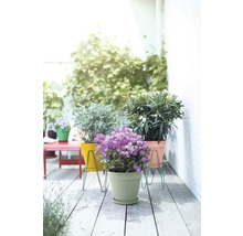 Terras met potplanten in kleurrijke bloempotten