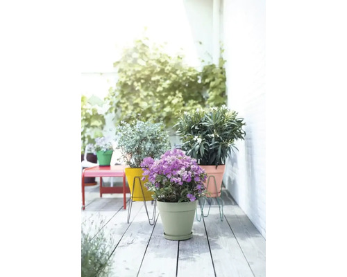 Terras met potplanten in kleurrijke bloempotten