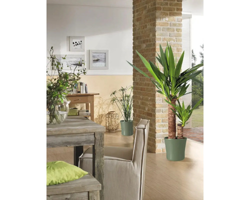 Woonkamer met eettafel, stoel, kamerplanten en decoratieve elementen voor een gezellige sfeer.