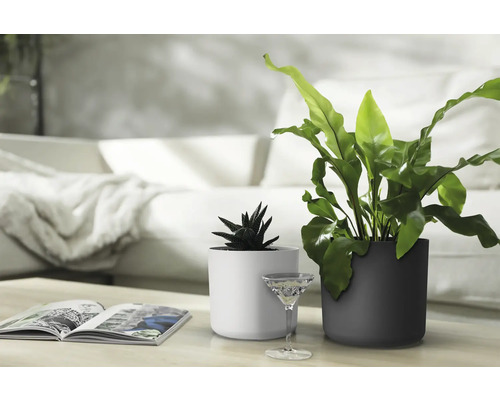 Twee kamerplanten in plantenbakken op een tafel in een woonkamer.