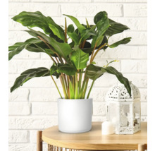 Planten in pot op een tafel met een lantaarn