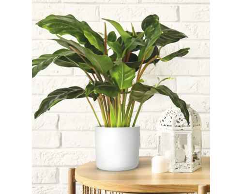 Planten met groene bladeren in witte pot op houten tafel