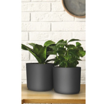 Twee kamerplanten in grijze plantenbakken op een tafel