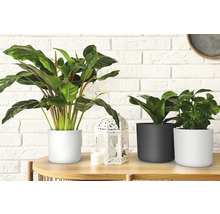 Decoratieve kamerplanten in potten op een houten tafel voor een bakstenen muur