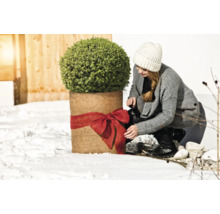 Vrouw versiert kuipplant in de winter met rode strik