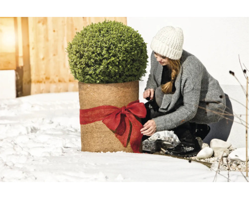 Vrouw versiert kuipplant in de winter met rode strik