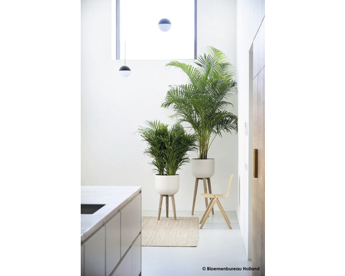 Twee kamerplanten in een lichte ruimte met minimalistisch design.