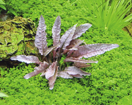 Aquariumplant met golvende bladeren in aquarium