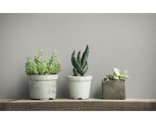 Drie vetplanten in potten op een houten plank.