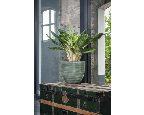 Kamerplant in een plantenbak op een kist