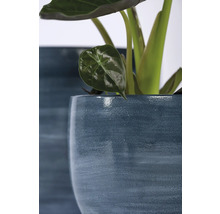 Close-up van een kamerplant in een plantenbak