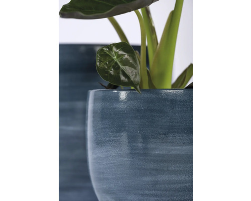 Close-up van een kamerplant in een plantenbak